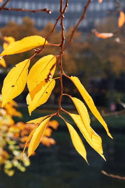 Sonbahar defocused ağaç arka plan sarı yapraklar — Stok fotoğraf