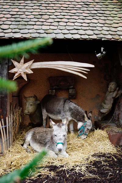 Two donkeys with star above them  before Christmas holiday — Stock Photo, Image