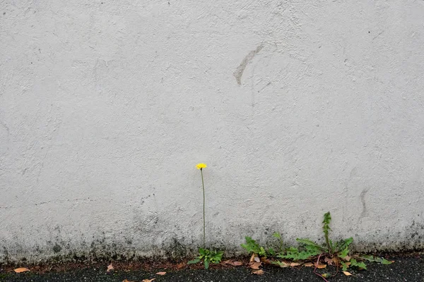 Único Dente Leão Contra Parede Branca Única Planta Sobrevivente Cidade — Fotografia de Stock