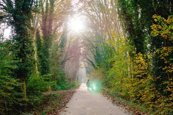 Parkta bir tur çalıştırdıktan sonra rahatlatıcı Runner — Stok fotoğraf