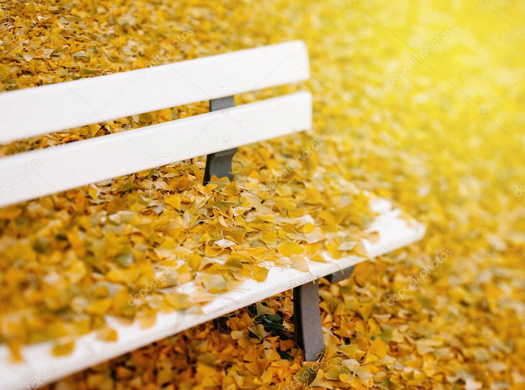 Autumn leaves on park bench 