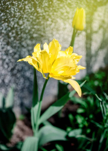 Yelow pétalos rizados tulipán en jardín día soleado —  Fotos de Stock