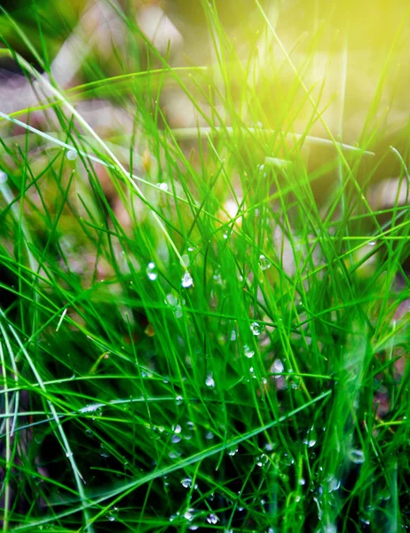 Close-up of hoarfrost grass sunny day — Stock Photo, Image