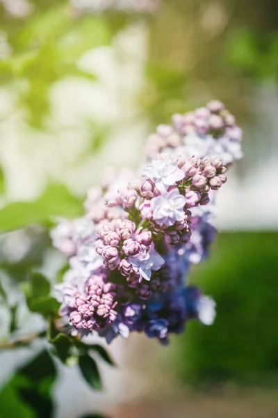 Lilás azul - Syringa Vulgaris no parque verde — Fotografia de Stock