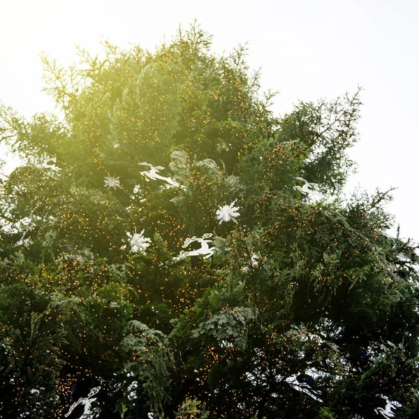 Noel ağacı aşağıdan — Stok fotoğraf