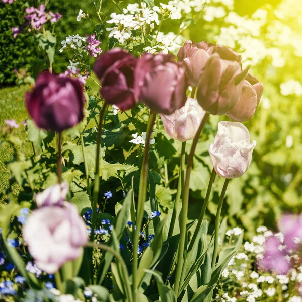 Hermosos tulipanes púrpura y rosa en el jardín tilt-shift —  Fotos de Stock