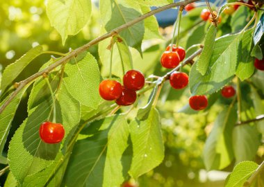 Organik kırmızı kiraz kiraz ağacı dalı 