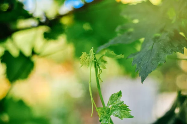 Plante Vigne Début Printemps Dans Une Grande Cave Agricole Allemagne — Photo