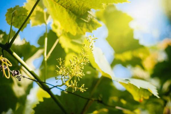 Stage Grape Vine Bloom Grape Inflorescence Nearly 100 Cap Fall — Stock Photo, Image