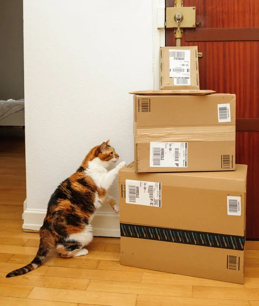 Nieuwsgierige kat inspectie van meerdere Amazon Prime vakken — Stockfoto