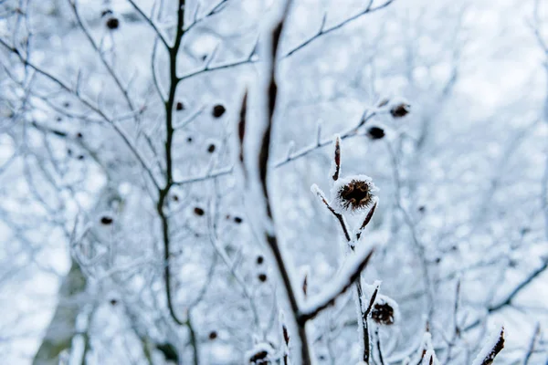 积雪覆盖的分支 — 图库照片