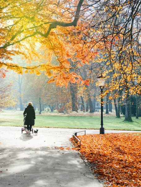 Donna single madre carrozzina spingendo parco autunno — Foto Stock