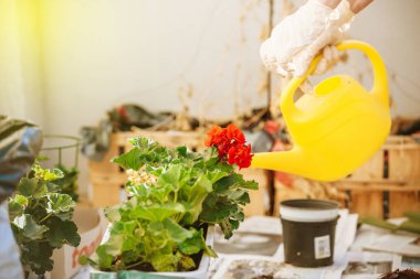 Son yerleştirilmiş çiçekler su