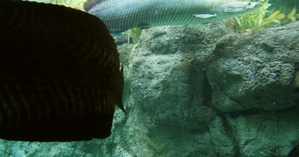 라피아 피라루쿠 남아메리카의 토착종인 아라파 Arapaima Essequibo Basins 보야어 종이다 — 비디오