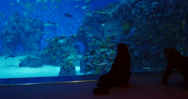 コペンハーゲン カストラップ デンマーク 2016 訪問者称賛大きな青い水槽青い惑星 Den Bla 北欧のデンマーク国立水族館水族館の前で楽しんで — ストック動画