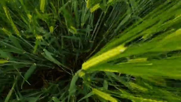 美しい緑の美しい緑の色の美しい小麦畑からのドローンの上昇のPov 現代農業と有機バイオ食品栽培 — ストック動画