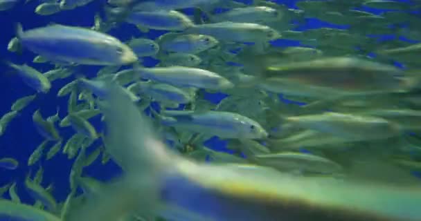 Σχολείο Ψαριών Κάτω Από Νερό Κοντά Στη Δεξαμενή Θαλασσινού Νερού — Αρχείο Βίντεο