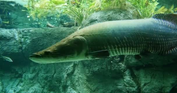 Fastmotion Timelapse Arapaima Pirarucu Atau Paiche Bawah Air Spesies Besar — Stok Video