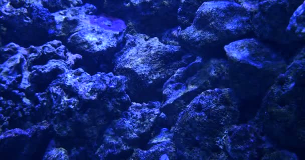 Large Group Tropical Fish Coral Reef Underwater — Stock Video