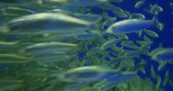 水中のサンゴ礁に熱帯魚の大規模なグループ — ストック動画