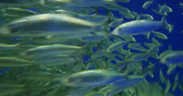 Gran Grupo Peces Tropicales Arrecife Coral Bajo Agua — Vídeo de stock