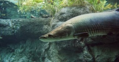 Arapaima, pirarucu, ya da paiche under water - Güney Amerika 'nın Amazon ve Essequibo havzalarına özgü Arapaima cinsinde büyük bir kemik dili türü. Arapaima ailesi Arapaimidae..