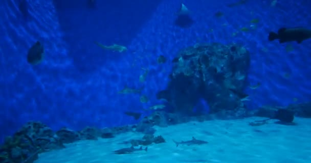 Μεγάλη Ομάδα Των Τροπικών Ψαριών Κοραλλιογενείς Υφάλους Υποβρύχια — Αρχείο Βίντεο