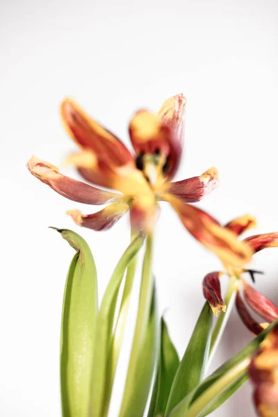 Krásný Tulipán kytice — Stock fotografie