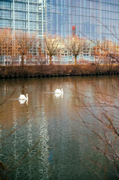 Two swans on the Ill river with European Parliament  facade back — Stock Photo, Image