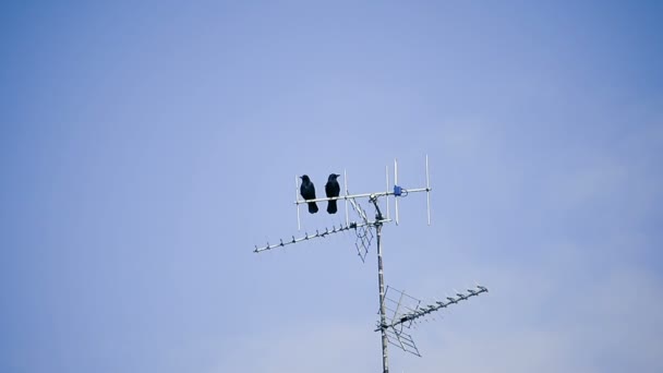 Twee Zwarte Kraaien Antenne Met Blauwe Lucht Achtergrond — Stockvideo