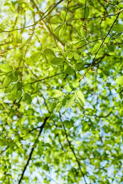 Lush spring vibrant foliage of poplar tree view from below — Stock Photo, Image