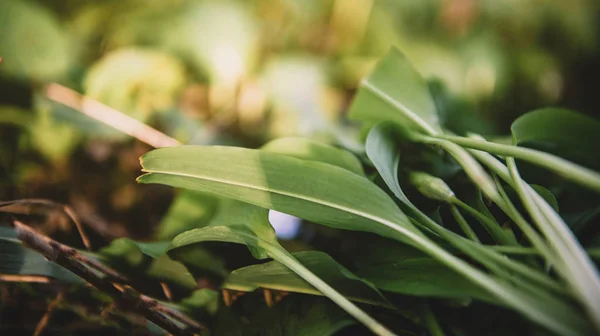 Ajo silvestre en el bosque, lleva hojas de ajo en el bosque - Allium u — Foto de Stock