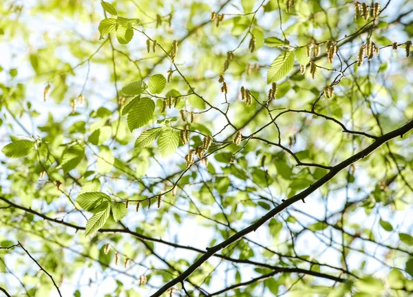 Árbol de álamo en llamarada de primavera — Foto de Stock