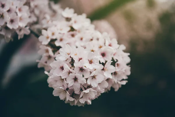 Sakura em flor na árvore de ramo de primavera — Fotografia de Stock