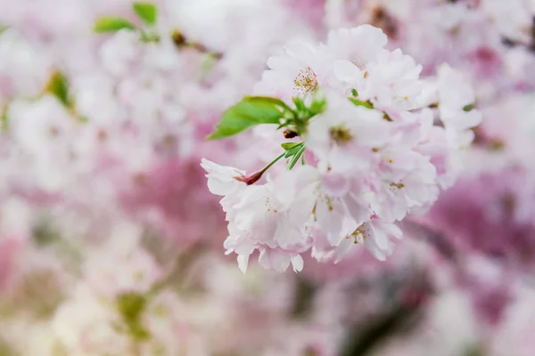 Sakura em flor na árvore de ramo de primavera — Fotografia de Stock