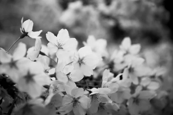 Sakura en fleur sur un arbre à branches printanières — Photo