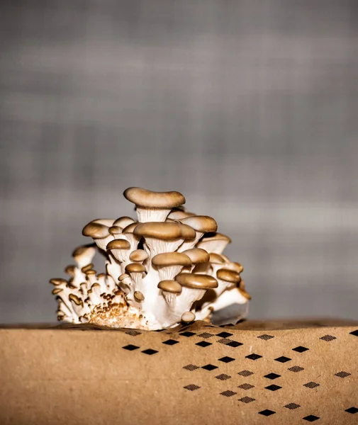 Homegrown di funghi champignons homegrown — Foto Stock