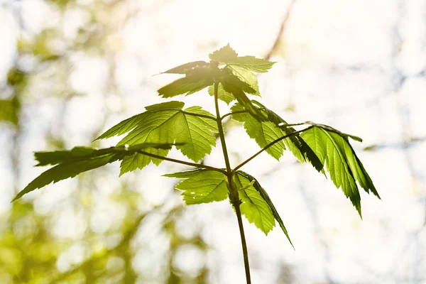 Hoja de arce primera llamarada — Foto de Stock