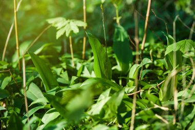 Bahar ormanında yabani sarımsak