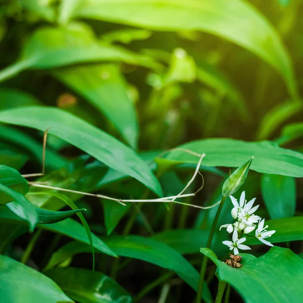 Wilde knoflook in het voorjaar bos — Stockfoto