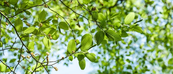 Breites Bild Des Üppigen Frühlings Laub Lebendige Grüne Frühling Frische — Stockfoto