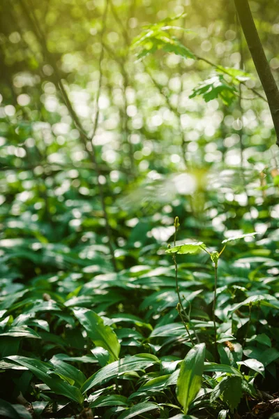 Ajo silvestre en el bosque de primavera — Foto de Stock