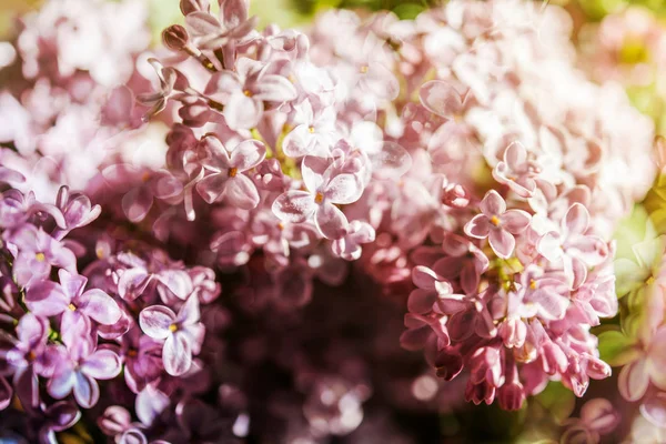 Extremo primer plano de flor de jeringa lila —  Fotos de Stock