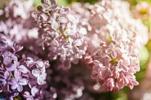 Extremo close-up de flor de siringa lilás — Fotografia de Stock