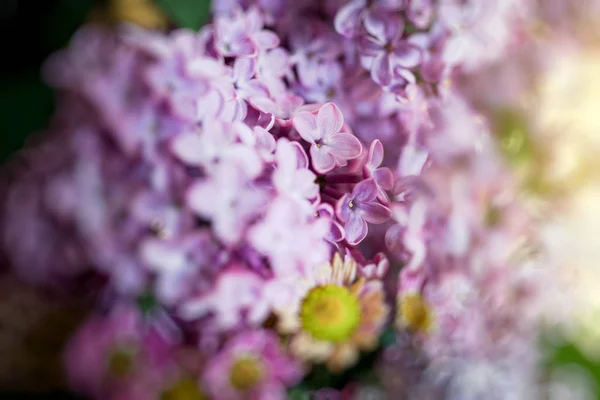 Extremo close-up de flor de siringa lilás — Fotografia de Stock