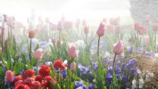 Regn över vackra tulpaner — Stockvideo