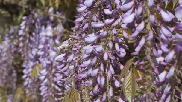 Wisteria roślin w niebieski fioletowy — Wideo stockowe