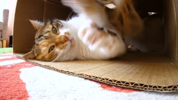 Mann spielt mit neugieriger Katze — Stockvideo