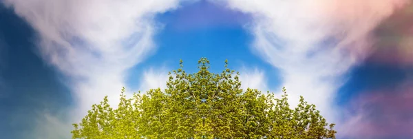 Lush foliage blue sky and white cloud — Stock Photo, Image