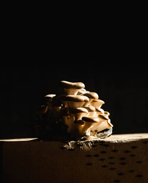 Cogumelo crescendo iluminado a partir do interior — Fotografia de Stock